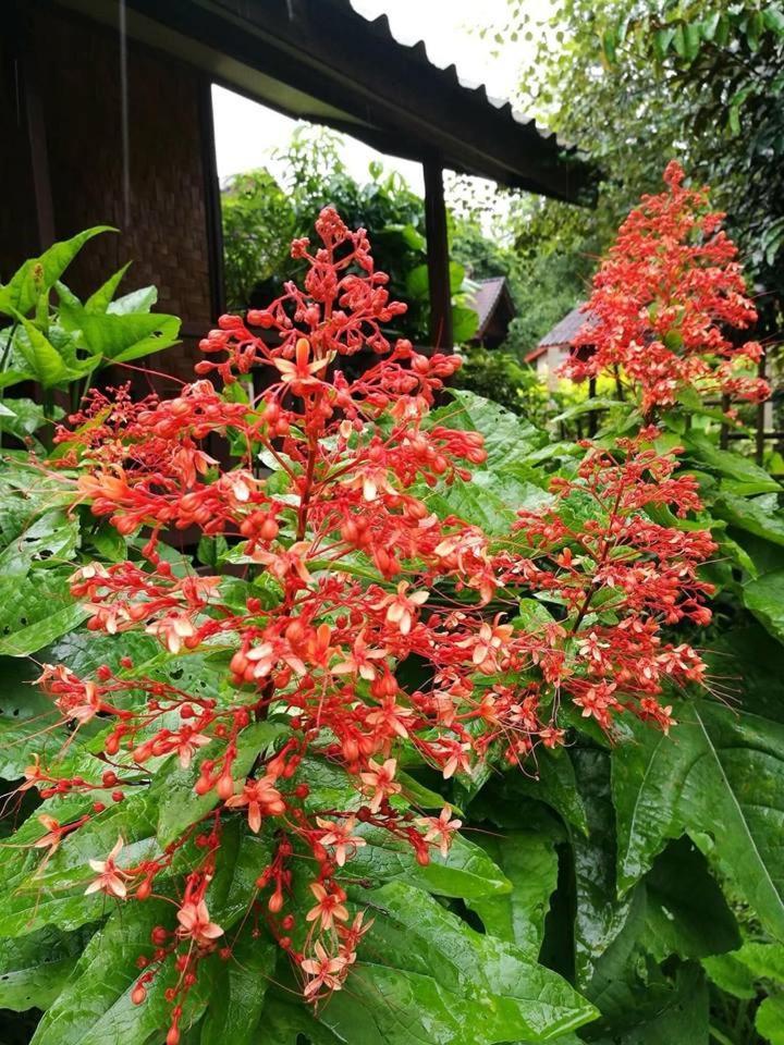Pasanchai Bungalow วังเวียง ภายนอก รูปภาพ